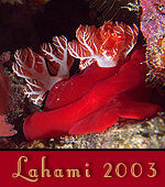Reisebericht Lahami Bay / Ägypten 2003