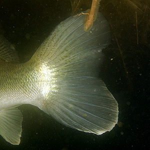 Großer Brombachsee - Zander - Sander lucioperca - Pike perch