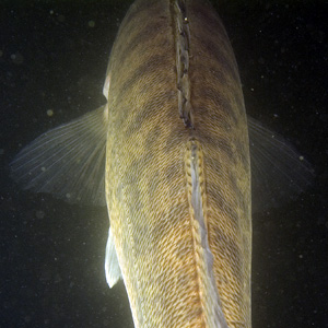 Großer Brombachsee - Zander - Sander lucioperca - Pike perch