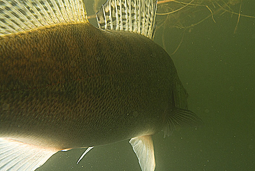 Großer Brombachsee - Zander - Sander lucioperca - Pike perch