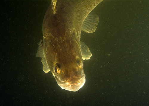 Großer Brombachsee - Zander - Sander lucioperca - Pike perch