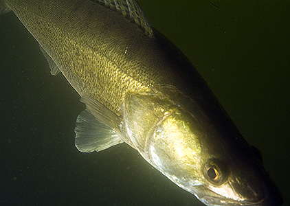 Großer Brombachsee - Zander - Sander lucioperca - Pike perch