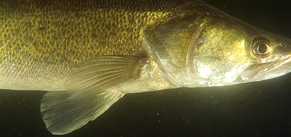 Großer Brombachsee - Zander - Sander lucioperca - Pike perch