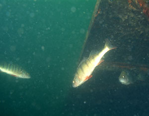 Deutschland 2003 - Kalksee Dietz - Flussbarsch - gestreifter Barsch - Perca fluviatilis - Perch