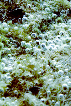 Deutschland 2007 -  Kuhunter- und Gänsedrecksee im Seengebiet Binsfeld bei Speyer - Romantische Ansicht mit einzelnen Ranken ähriges Tausendblatt - Myriophyllum spicatum L.