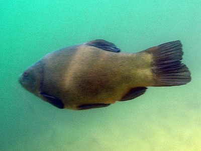 Deutschland 2007 -  Kuhunter- und Gänsedrecksee im Seengebiet Binsfeld bei Speyer - Vermutlich ein Schleie - Tinca tinca