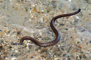 Deutschland 2005 - Marxscher Weiher - Ringelnatter - Natrix natrix - Mit gut 80cm an der Oberfläche Schwimmer erschreckend.