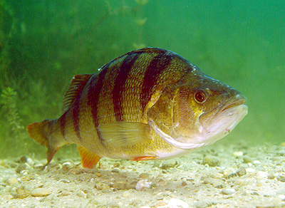 Deutschland 2005 - Marxscher Weiher - Flußbarsch - Perca fluviatilis L