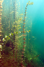 Deutschland 2005 - Marxscher Weiher - Ähriges Tausendblatt - Myriophyllum spicatum L.