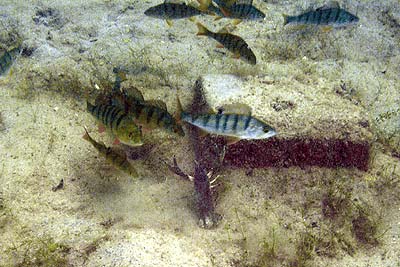 Deutschland 2005 - Marxscher Weiher - Kamberkrebs - Orconectes limosus im Kampf mit Flußbarsch - Perca fluviatilis L