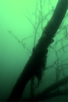 Deutschland - Hessen - Neuenhainer See - Versunkener Baumstamm