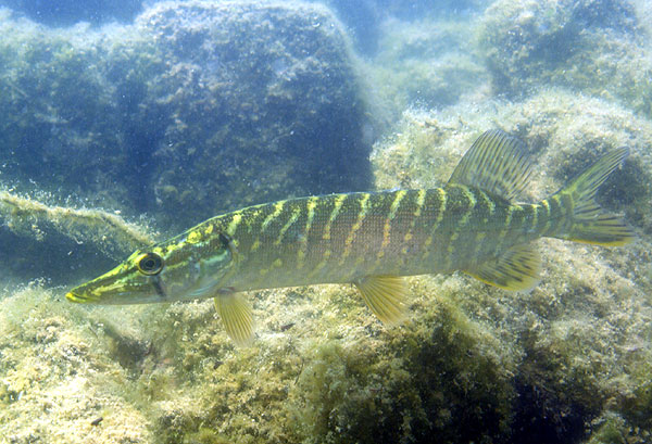 Steinbruch in Schoenbach - Kleiner Hecht - Esox lucius - Northern pike