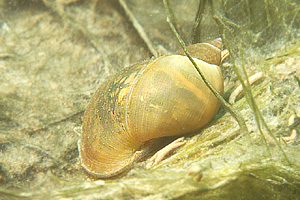 Deutschland 2005 - Sundhäuser See - Spitzschlammschnecke - Lymnaea stagnalis (evtl. Stagnicola palustris)