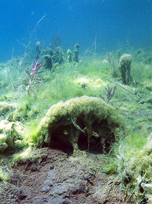 Deutschland 2005 - Sundhäuser See - Schleimalgen tropfen über die Edelkrebshöhlen.