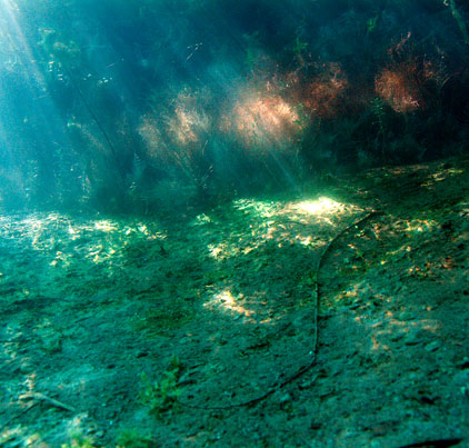 Deutschland 2005 - Sundhäuser See - Kanpp unter der Oberfläche spielt das Sonnenlicht im Wurzelwerk der Weiden.