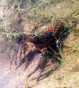 Deutschland 2005 - Waidsee in Weinheim - Wehrhafter Kamberkrebs - Orconectes limosus