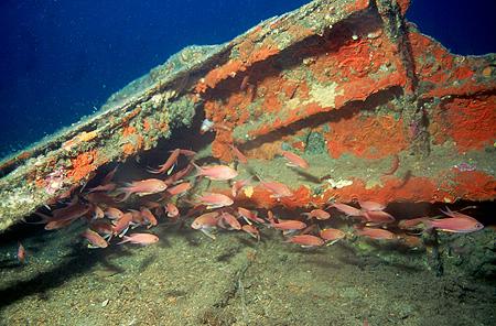 Fischschwarm im Schutz der zerstörten Seitenwand des gesunkenen Torpedojäger - Espignole in der Nähe von St. Tropez