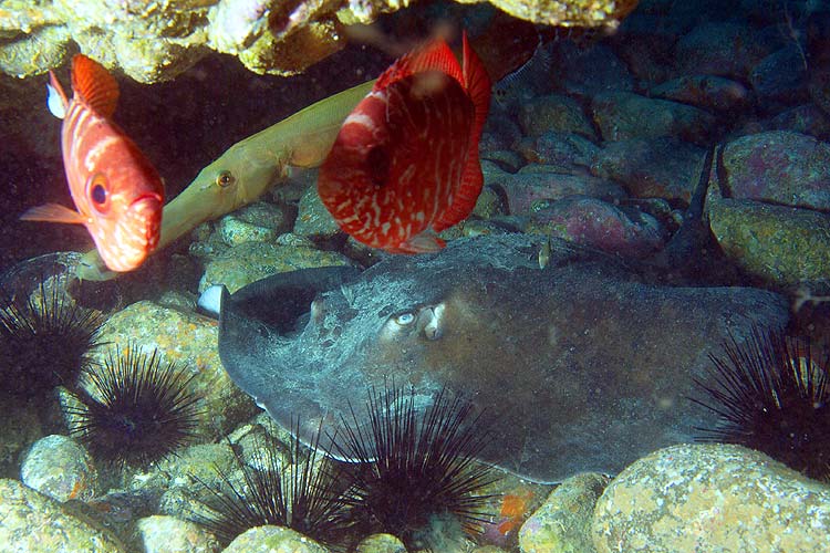 Gran Canaria - Tauchplatz Arguineguin - Gewöhnlicher Stechrochen - Common Stingray - Dasyatis pastinaca  & Meerbarbenkönig - Cardinalfish - Apogon imberbis & Trompetenfisch - Trumpetfish - Aulostomus strigosus