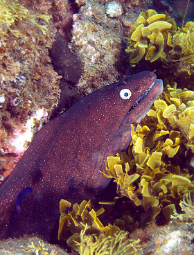 Gran Canaria - Tauchplatz Roncaderas - Gepunktete Muräne - Dotted Moray Eel - Muraena augusti