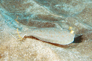 Gran Canaria - Tauchplatz Roncaderas - Seezunge - Sand Sole - Pegusa lascaris