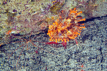 Gran Canaria - Tauchplatz Roncaderas - Weißband-Putzergarnele - Scarlet Skunk Cleaner Shrimp - Lysmata amboinensis & Keulenanemone - Telmatactis cricoides & Lanzett-Gespensterkrabbe - Arrowhead Spider Crab - Stenorhynchus lanceolatus