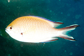 Gran Canaria - Tauchplatz Table Top - Atlantischer Mönchsfisch - Atlantic Damselfish - Chromis limbatus