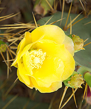 Gran Canaria - Kaktusblüte