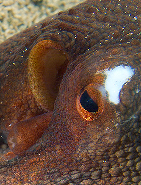 Gran Canaria - Tauchplatz Two Caves - Gemeiner Krake - Common Octopus - Octopus vulgaris