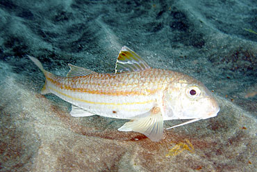 Gran Canaria - Tauchplatz Two Caves - Meerbarbe  - Striped Mullet - Mullus surmuletus