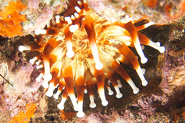 Gran Canaria - Tauchplatz Two Caves - Keulenanemone - Telmatactis cricoides