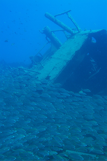 Gran Canaria - Puerto de Mogan - Wrack Alegranza - Das Heck wird von einem gigantischen Schwarm gelbschwänzigen Bastard-Grunzern verdeckt.