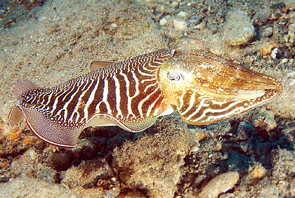 Gran Canaria - Puerto de Mogan - Am Wrack UM-45 - Gemeiner Tintenfisch - African Cuttlefish -Sepia officinalis