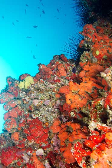 Gran Canaria - Tauchplatz Pasito Planco - Schwämme in vorwiegend rötlichen Farben bewuchsen die Felsformationen