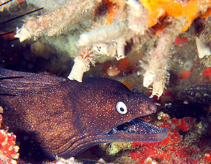 Gran Canaria - Tauchplatz Pasito Planco - Gepunktete Muräne - Dotted Moray Eel - Muraena augusti