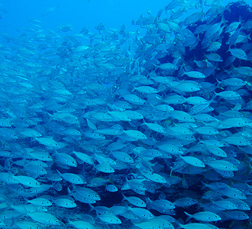 Gran Canaria - Tauchplatz Pasito Planco - Gelbsschwanz Bastard Grunzer - Bastard Grunt - Pomadasys insicus  (Spanish Roncador)