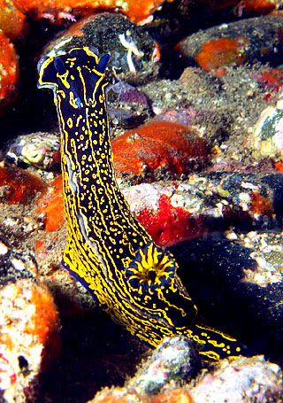 Gran Canaria - Tauchplatz Pasito Planco - Sternschnecke - Nudibranch - Hypselodoris picta 