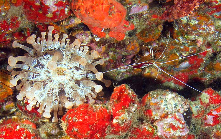 Gran Canaria - Tauchplatz Pasito Planco - Weißband-Putzergarnele - Scarlet Skunk Cleaner Shrimp - Lysmata amboinensis & Anemone