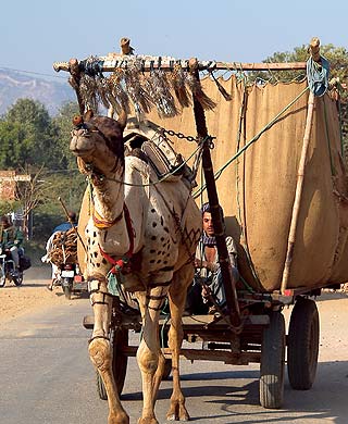 Indien 2005 - Delhi nach Alwar - Die allgegenwärtigen Kamelkarren mit aufgemotzter "Zugmaschine".