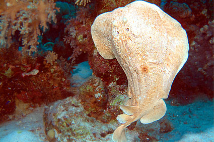 Ägypten 2003 - Lahami Bay - Abu Galawa - Borgenstirn Torpedorochen - Scalloped Torpedo Ray - Torpedo panthera