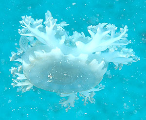 Ägypten 2003 - Lahami Bay - Abu Galawa - upside down jellyfish - Mangrovenqualle - Cassiopeia andromeda