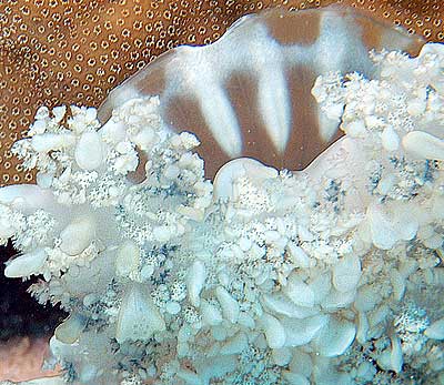 Ägypten 2003 - Lahami Bay - Abu Galawa - upside down jellyfish - Mangrovenqualle - Cassiopeia andromeda 