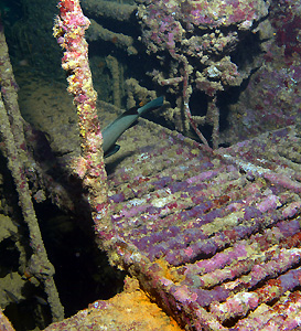 Ägypten 2003 - Lahami Bay - Abu Galawa - Wrack des Schleppers Tienstin - Motorraum