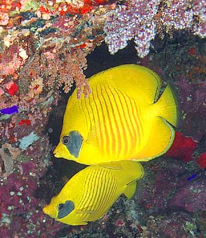 Ägypten 2003 - Lahami Bay - Abu Karim Soraya - Masken Falterfisch - Masked Butterflyfish - Chaetadon semilarvatus