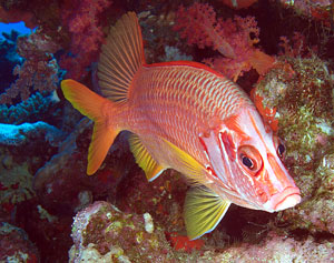 Ägypten 2003 - Lahami Bay - Abu Karim Soraya - Riesenhusar - Giant squirrelfish - Sargocentron spiniferum