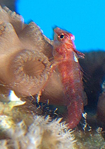 Ägypten 2003 - Lahami Bay - Beni Sharari Riff - Spanischer Dreiflosser - Spanish triplefin - Triptery Giidae