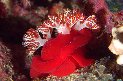 Ägypten 2003 - Lahami Bay - Hausriff Boje 2 - Spanische Tänzerin - Spanish Dancer - Hexabranchus sanguineus