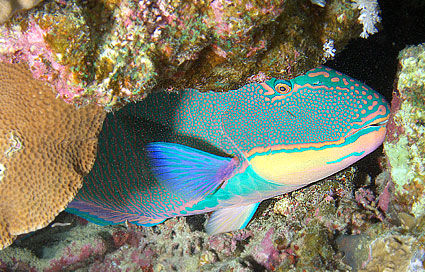 Ägypten 2003 - Lahami Bay - Hausriff Boje 2 - Schlafender Masken Papageifisch - Bicolour parrotfish - Cetoscarus bicolor