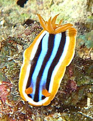 Ägypten 2003 - Lahami Bay - Hausriff Boje 2 - Pyjama Schnecke - Prachtsternschnecke - Pyjama Slug - Chromodoris quadricolor