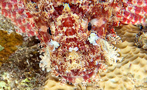 Ägypten 2003 - Lahami Bay - Hausriff Boje 2 - Flacher Drachenkopf - Skorpionsfisch - Flathead Scorpionsfish - Scorpaenopsis oxycephalus