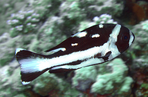 Ägypten 2003 - Lahamia Bay - Lahami Süd - Juveniler Schwarzweiß Schnapper - Black and White Snapper - Macolor niger juv.